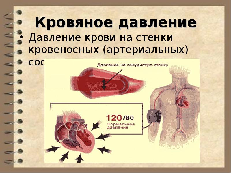 Физиология сердечно сосудистой системы презентация