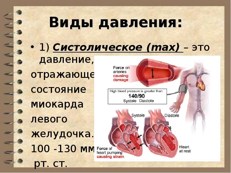 Физиология сердечно сосудистой системы презентация