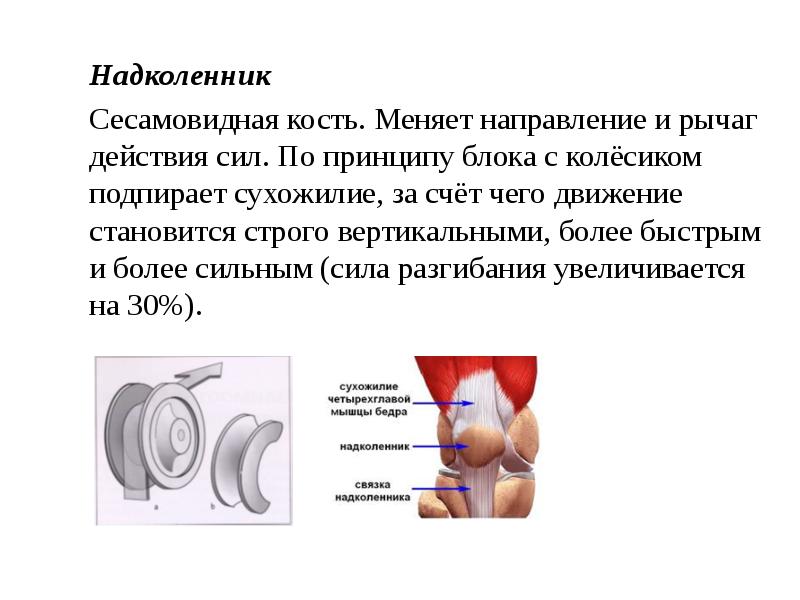 Сесамовидные кости коленного сустава схема