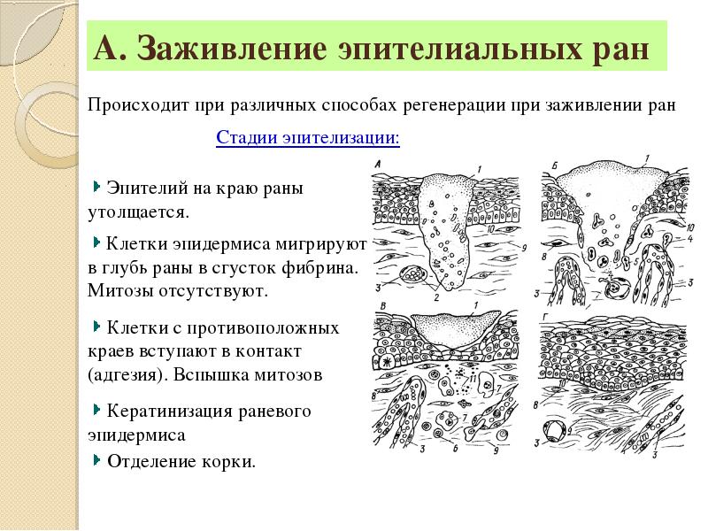 Что такое регенерация кожи