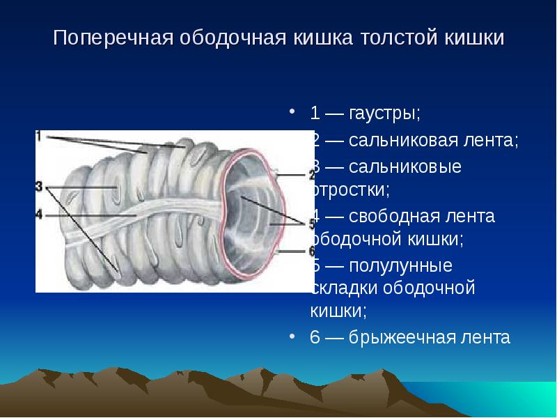 Сальниковые отростки