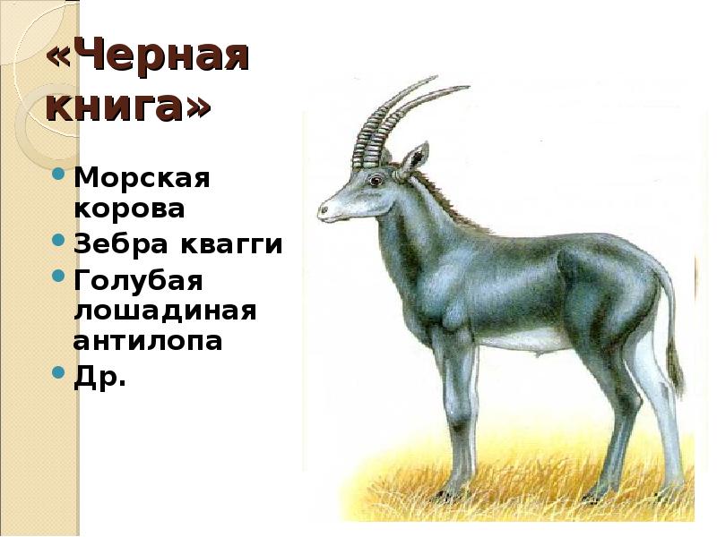 «Черная книга» Морская корова Зебра квагги Голубая лошадиная антилопа Др.