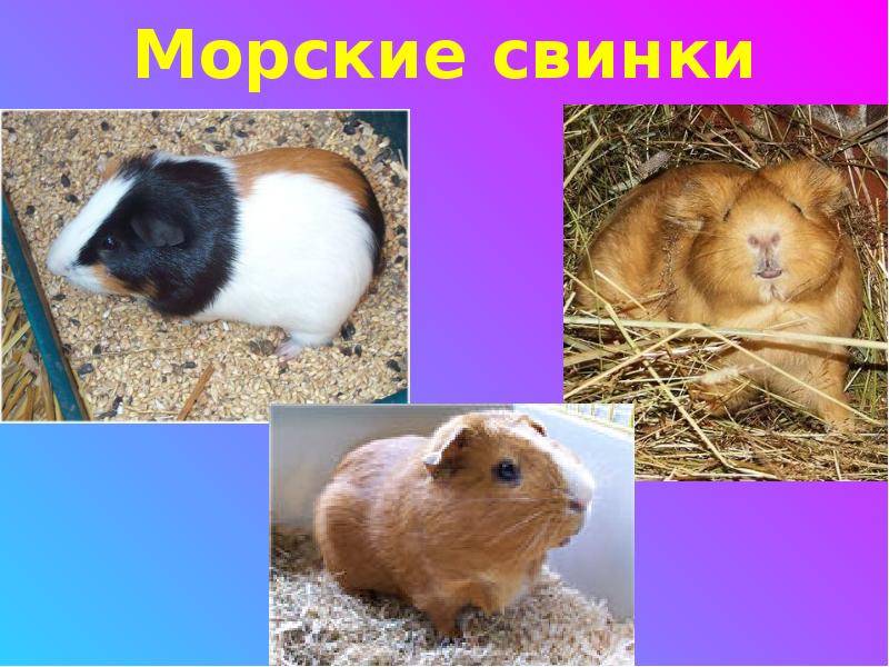 Морская свинка проект 2 класс