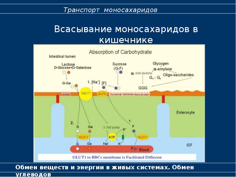 Всасывание углеводов презентация