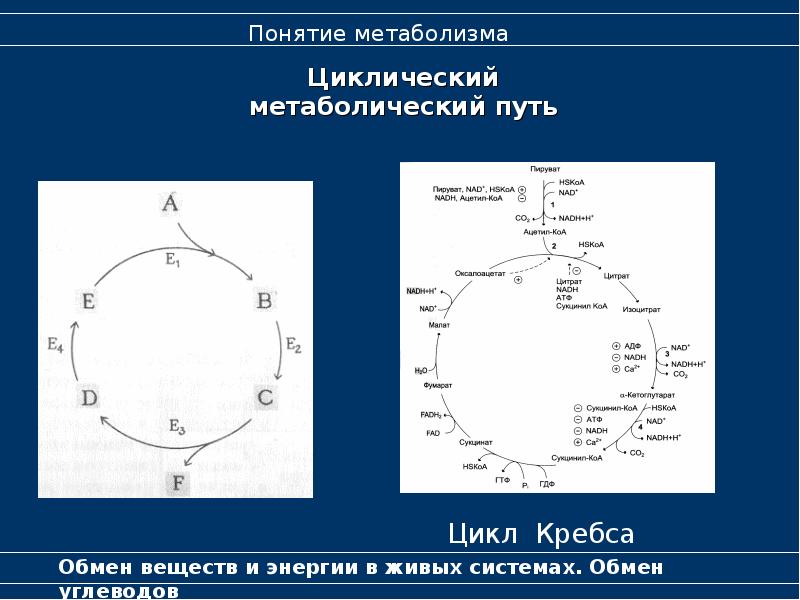 Циклические координаты. Циклический метаболический путь. Линейные и циклические метаболические пути. Круговой обмен веществ. Цикличность обмена веществ.