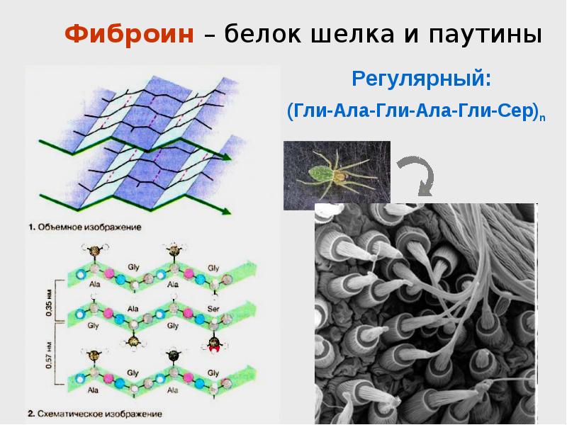 Шелк белок. Фиброин шелка структура. Фиброин шелка структура белка. Химическая формула фиброина. Фиброин формула структурная.