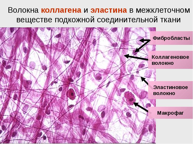 Рыхлая волокнистая неоформленная соединительная ткань рисунок с подписями