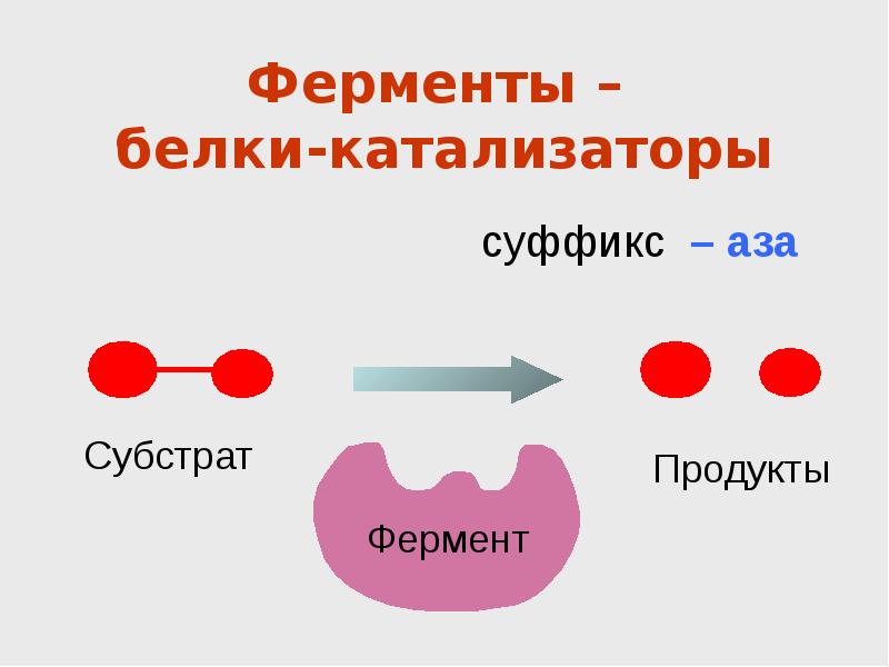 Белки ферменты синтезируются в. Строение белков ферментов. Ферменты однокомпонентные и двухкомпонентные. Ферменты белки катализаторы. Ферменты - белковые катализаторы.