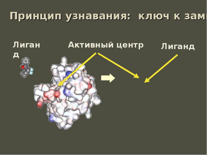 C активный белок. Лиганд и активный центр. Белок активный центр. Активный центр доклад. Лиганд и активный центр белка.