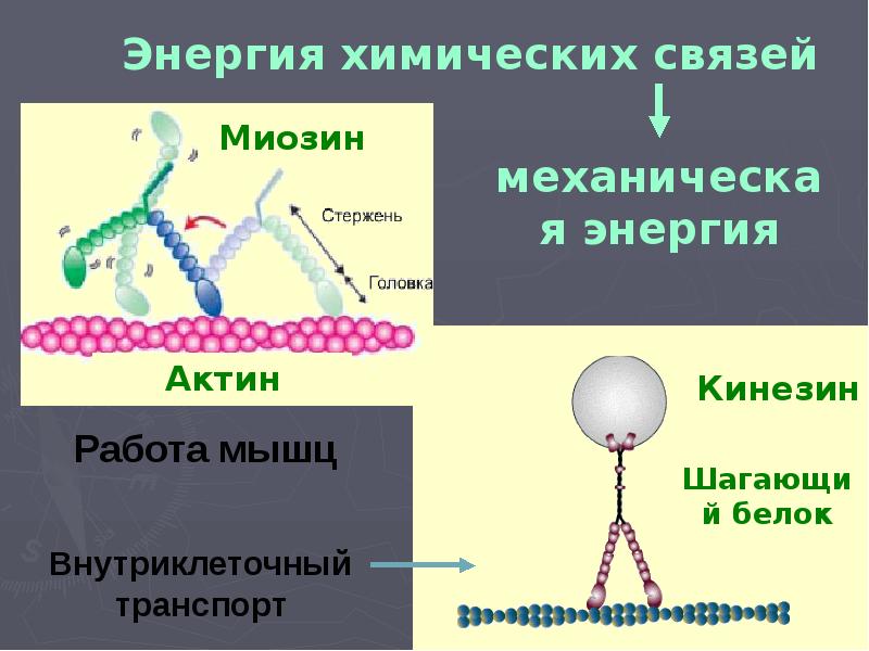 Организмы использующие энергию химических связей