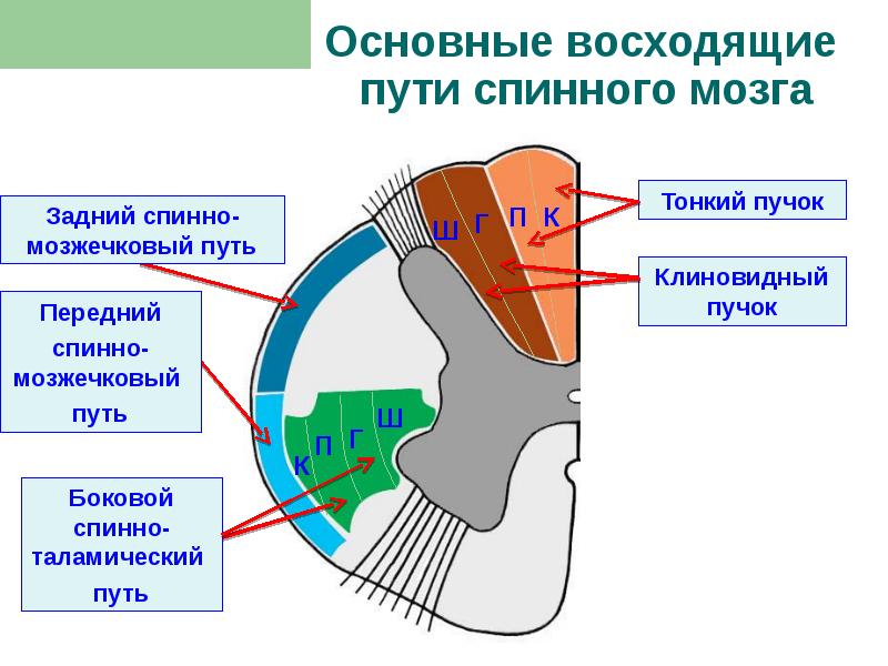 Назовите структуры спинного мозга обозначенные на рисунке цифрами 1 и 2 и опишите