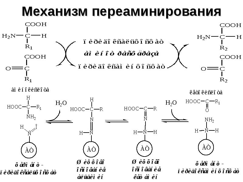 Механизм переаминирования
