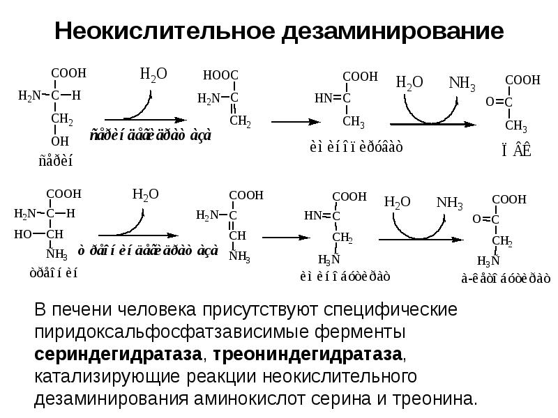 Неокислительное дезаминирование