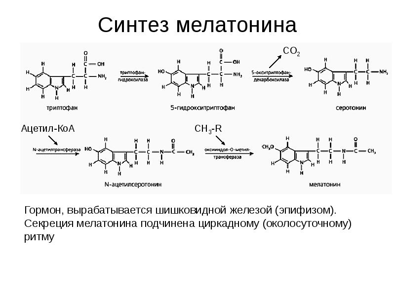 Синтез мелатонина
