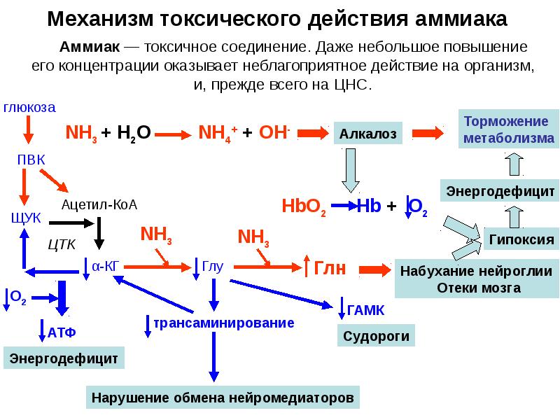 Механизм токсического действия аммиака