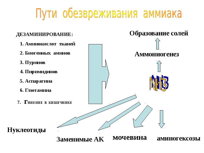 Путь обмена. Пути обезвреживания биогенных Аминов. Пути образования и обезвреживания аммиака в мышцах.. Токсичность аммиака и пути его обезвреживания. 2 Пути обезвреживания биогенных Амино.