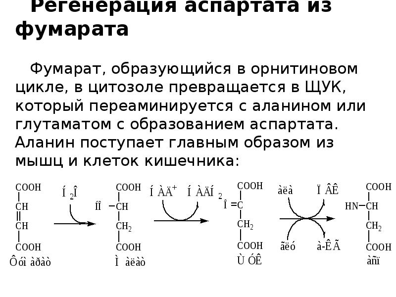 Аспартат. Цикл регенерации аспартата, сопряженный с орнитиновым циклом. Фумарат в орнитиновом цикле. Аспартат в фумарат. Орнитиновый цикл с аспартата.