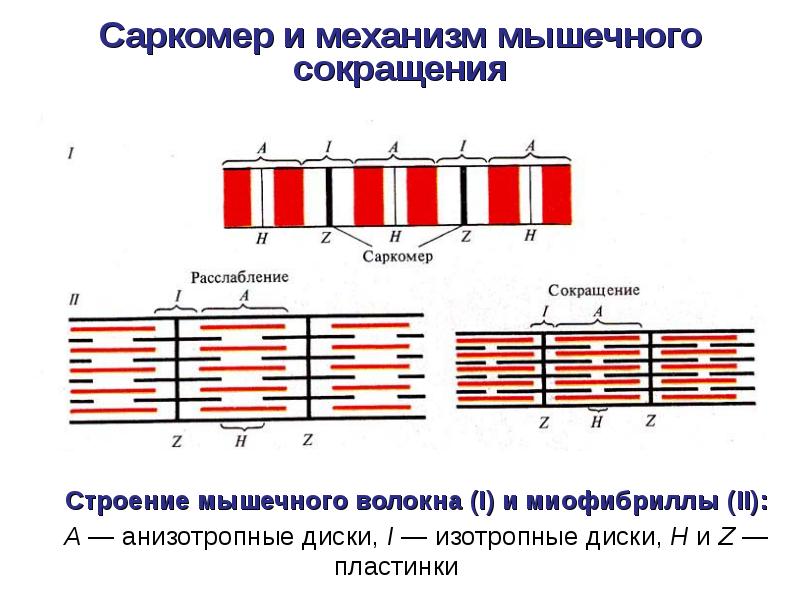 Диаграмма строения мышечного волокна