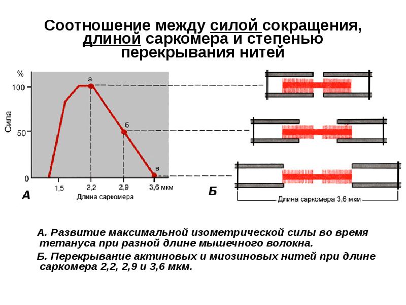 Сила сокращения мышц. Закон средних нагрузок физиология мышц. Зависимость силы сокращения мышцы от ее исходной длины. Зависимость силы сокращения от длины саркомера. Скорость сокращения мышц.