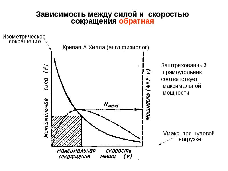 Средний закон. Мощность и скорость сокращения мышцы. Факторы влияющие на силу мышечного сокращения. Скорость сила мышечного сокращения. Сила и мощность мышечного сокращения.