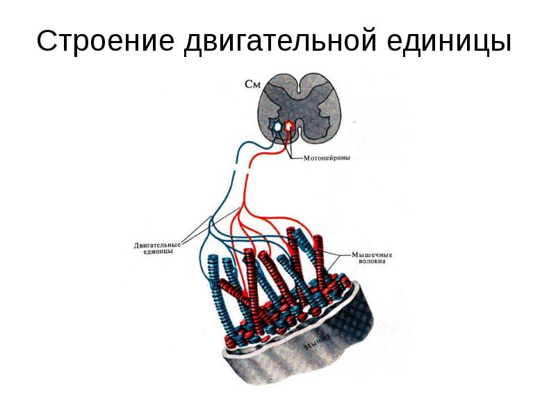 Схема двигательная единица