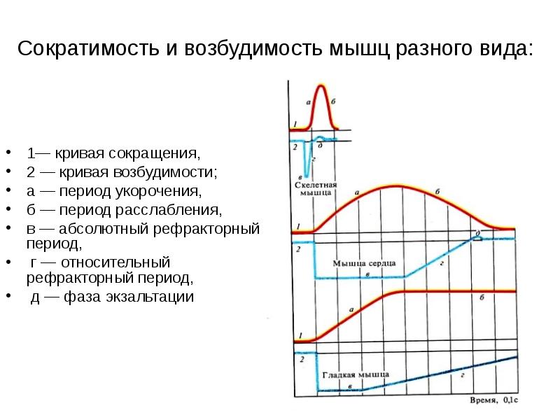 Период сокращения. Фазы сокращения мышц физиология. График сокращения мышц. График изменения возбудимости мышечного сокращения. Режимы мышечной деятельности физиология.