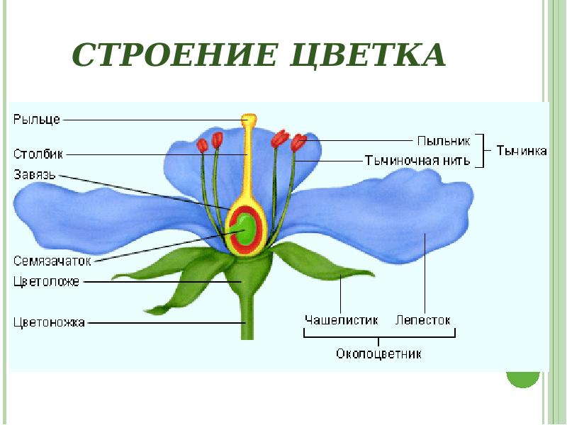 Органы цветкового растения 6 класс биология презентация