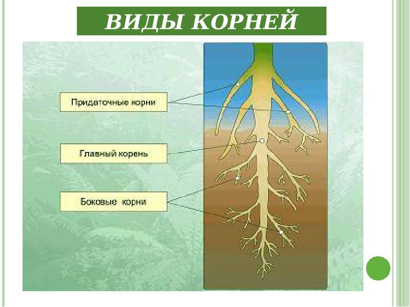 Органы растений 5 класс биология презентация