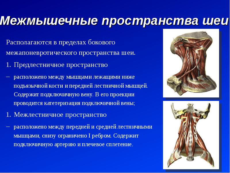 Клиническая анатомия головы презентация