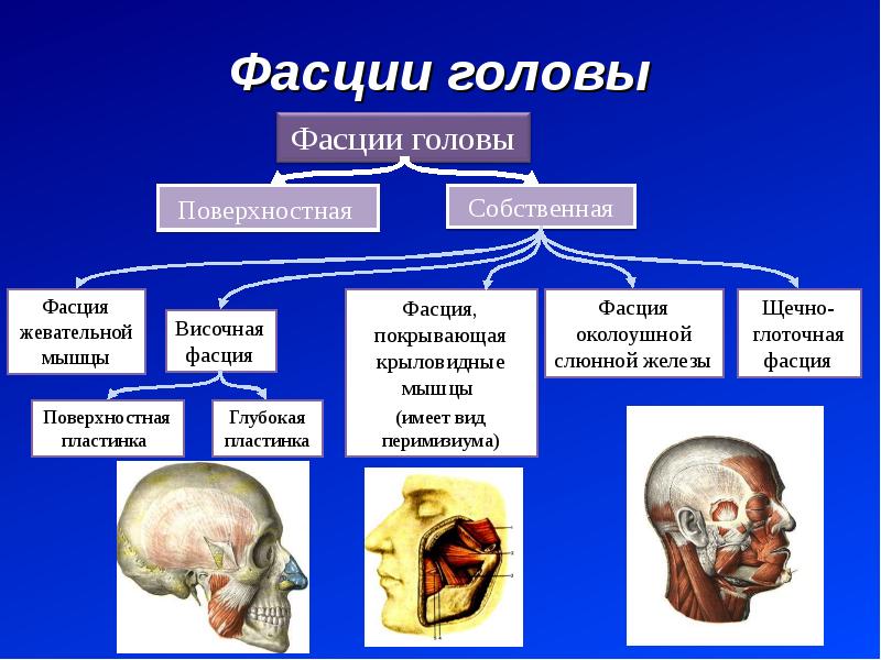 Эмоции презентация по анатомии