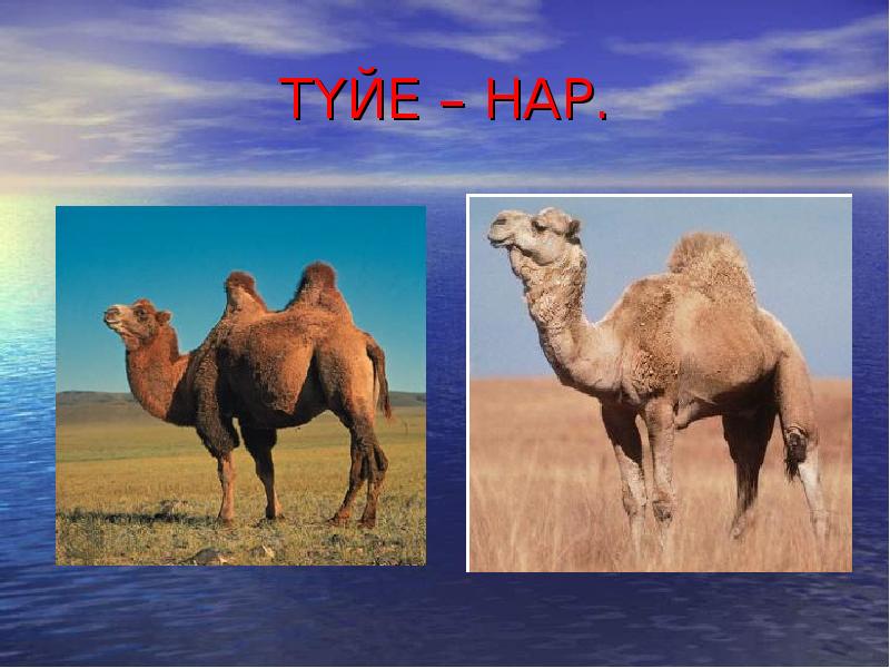 ТҮЙЕ – НАР. ТҮЙЕ – НАР.