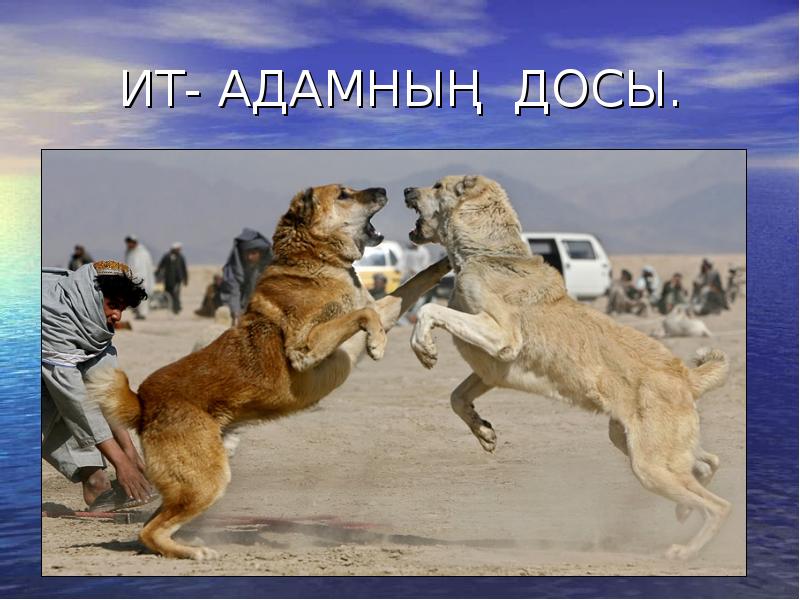 ИТ- АДАМНЫҢ ДОСЫ. ИТ- АДАМНЫҢ ДОСЫ.