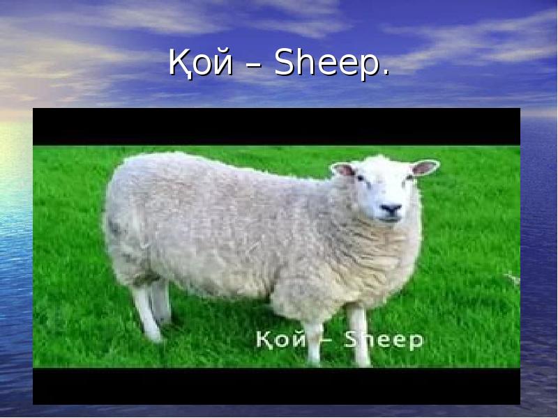 Қой – Sheep. Қой – Sheep.