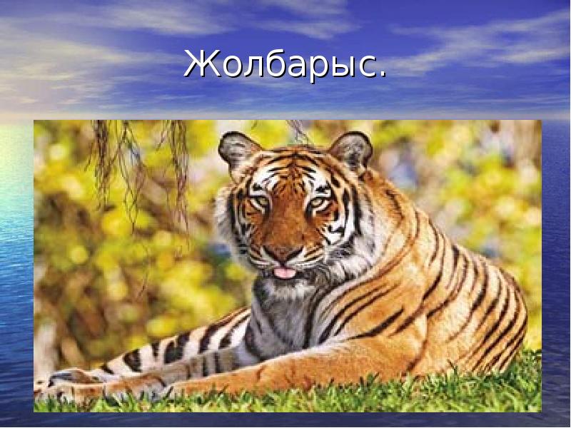 Жолбарыс. Жолбарыс.
