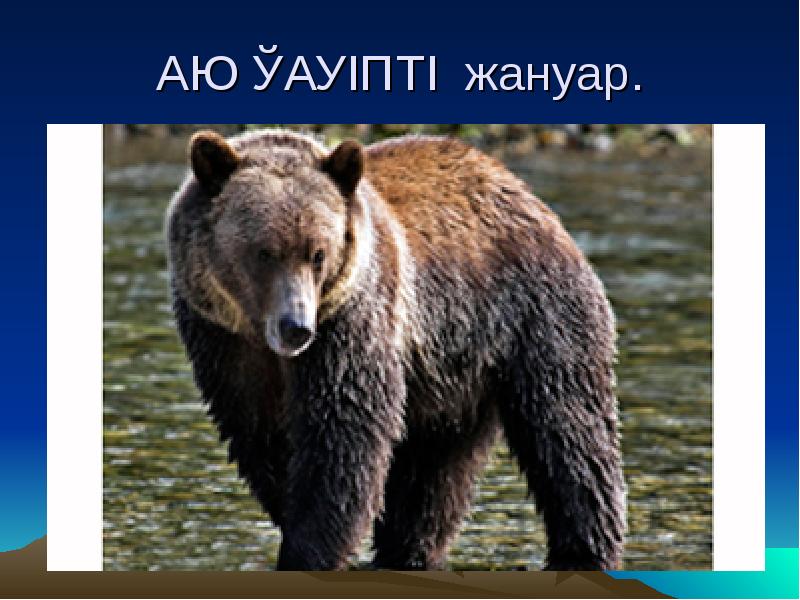 АЮ ҚАУІПТІ жануар. АЮ ҚАУІПТІ жануар.