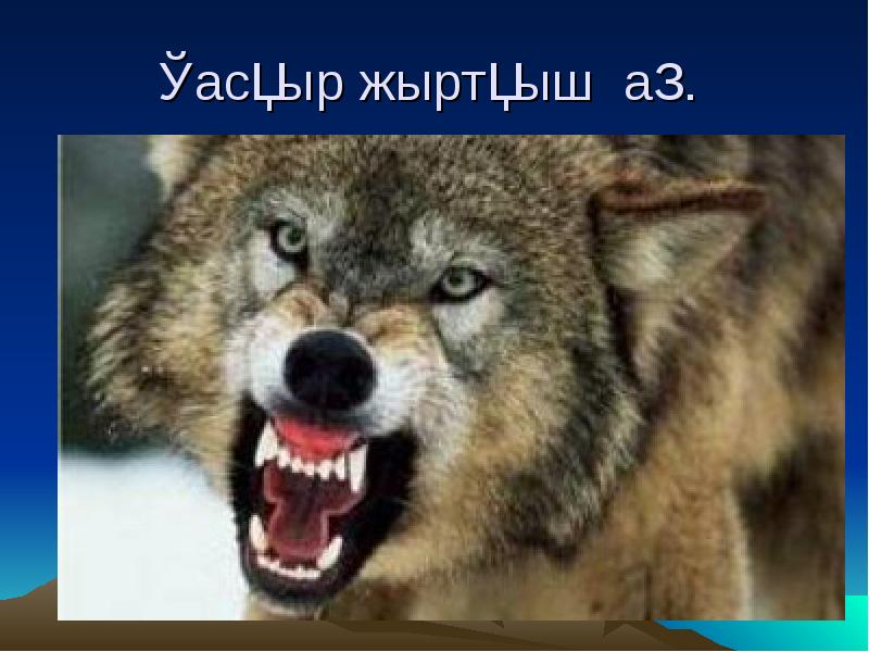 Қасқыр жыртқыш аң. Қасқыр жыртқыш аң.