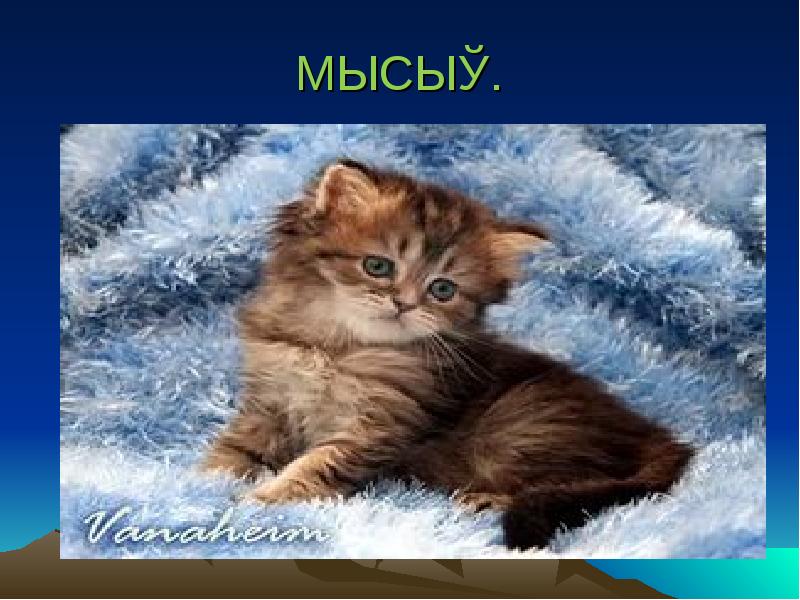 МЫСЫҚ. МЫСЫҚ.