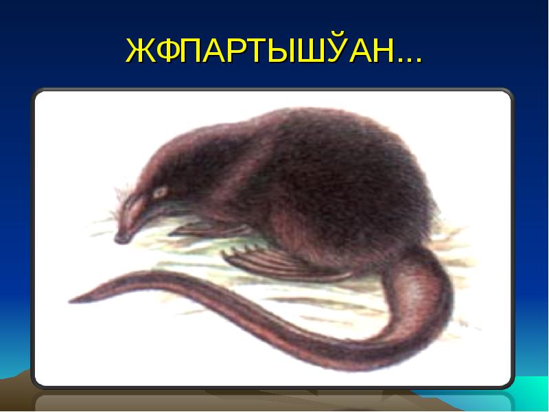 ЖҰПАРТЫШҚАН... ЖҰПАРТЫШҚАН...