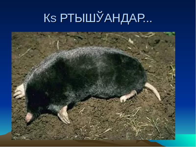 КӨРТЫШҚАНДАР... КӨРТЫШҚАНДАР...