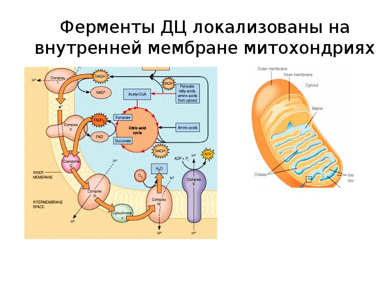 Схема тканевого дыхания