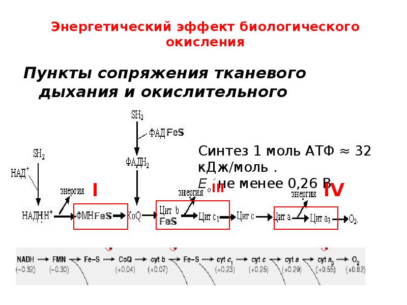 Биологическое окисление схема