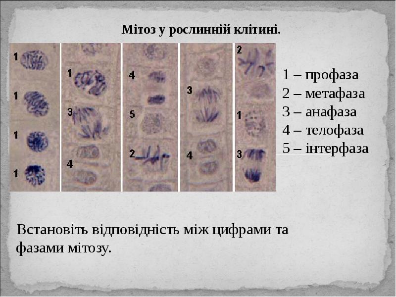 Профаза метафаза анафаза телофаза. Профаза мітозу. Анафаза мітозу. Функціонування клітин мітозу. Профаза метафаза митоз Железный гематоксилин.