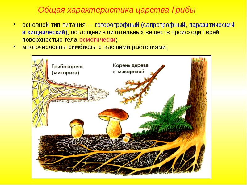 На рисунке показана микориза грибов на корнях дерева эти тесные взаимоотношения 2 видов называются