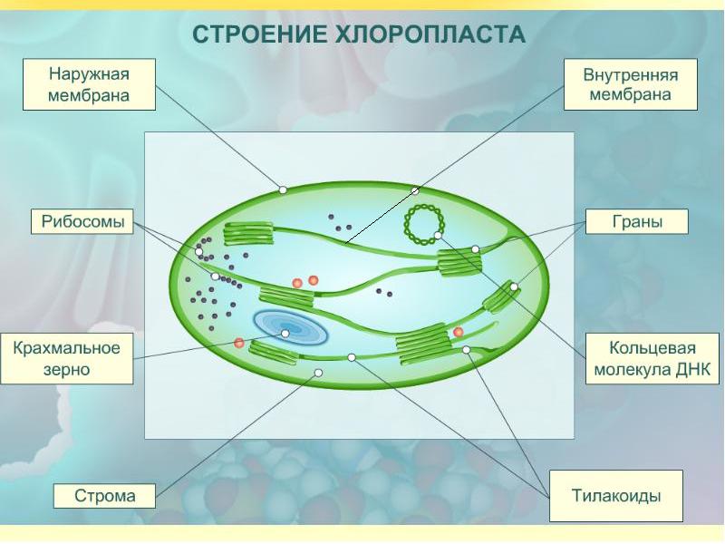 Автотрофный тип обмена веществ презентация