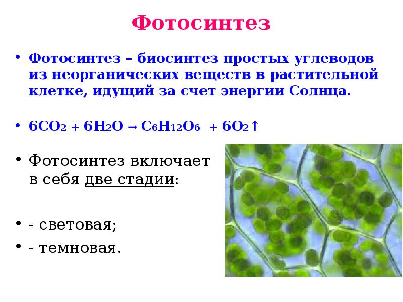 Фотосинтез углеводов