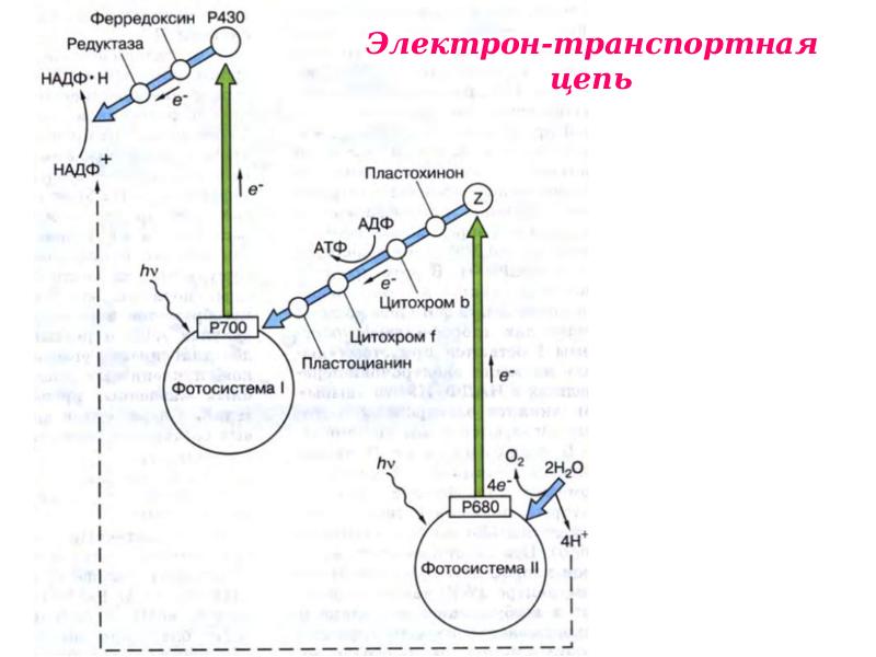 Световая фаза фотосинтеза схема