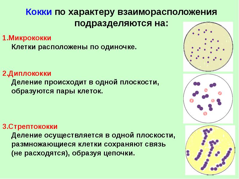 Клетка метод окраски