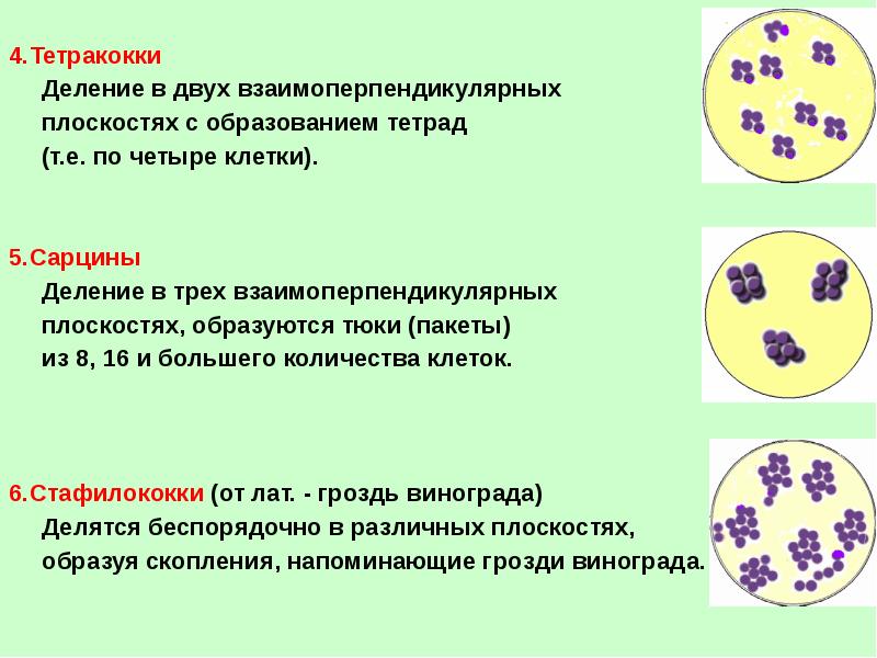 Образование четырех клеток из одной