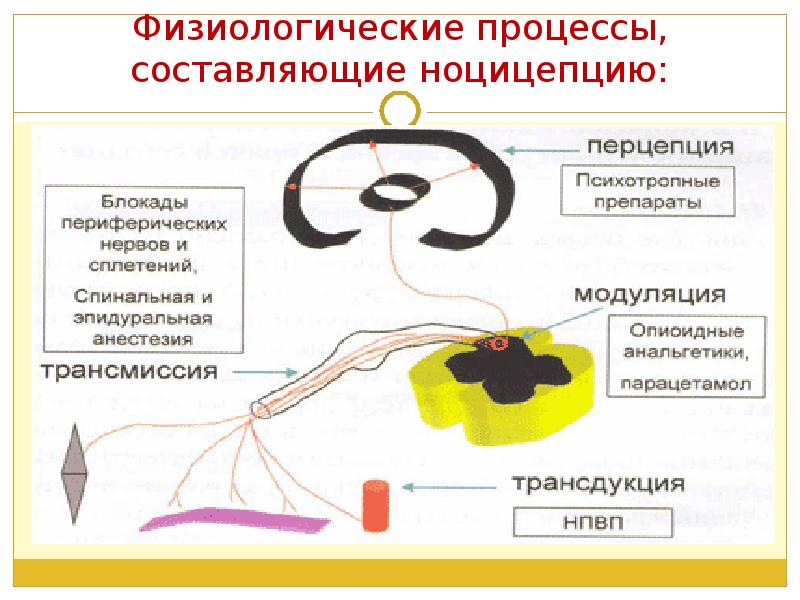 основные физиологические процессы. наука изучающая процессы жизнедеятельности. назовите физиологические процессы. методы физиологического обследования. назовите физиологические процессы.