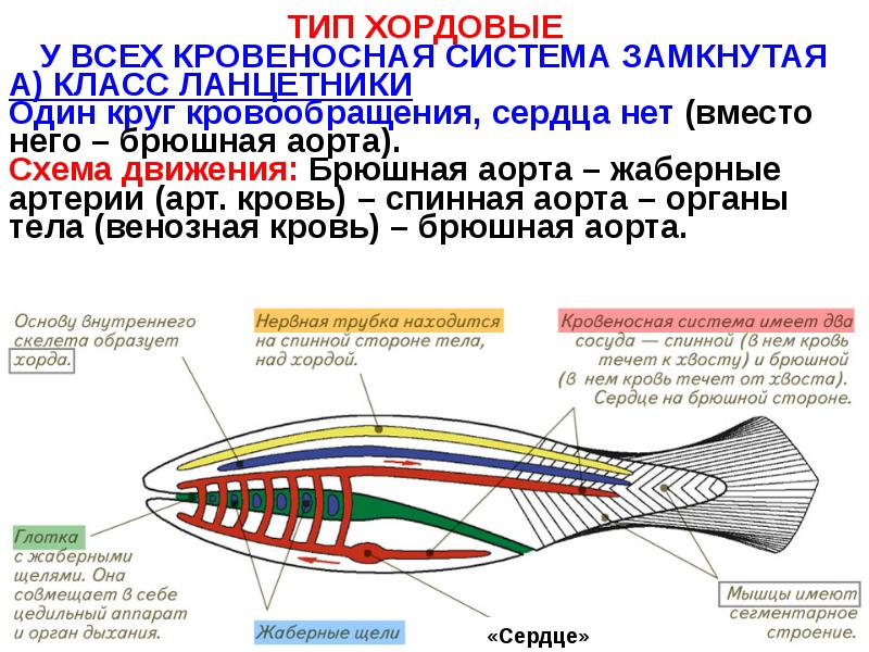 Тип членистоногие кровеносная система. Звмкнутая кровеносных система у. Кровеносную систему замкнутого типа имеет. Кровеносную систему замкнутого типа имеет. Замкнутая и незамкнутая кровеносная система у животных таблица.